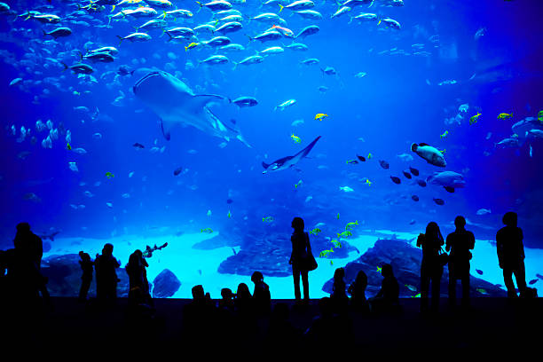 biggest aquarium in the world. atlanta, georgia. - vissenkom fotos stockfoto's en -beelden