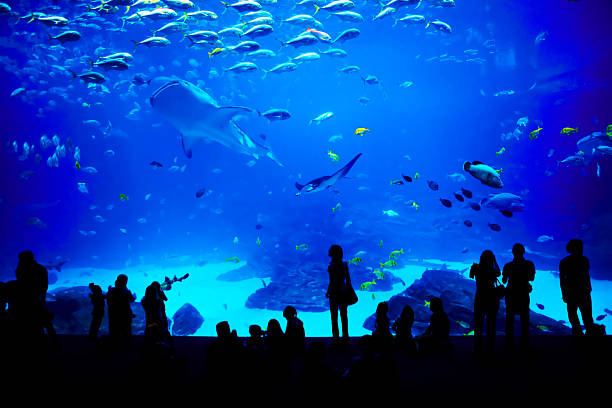 Biggest aquarium in the world. Atlanta, Georgia. People looking at fishes in biggest aquarium in the world. Atlanta, Georgia. animals in captivity photos stock pictures, royalty-free photos & images