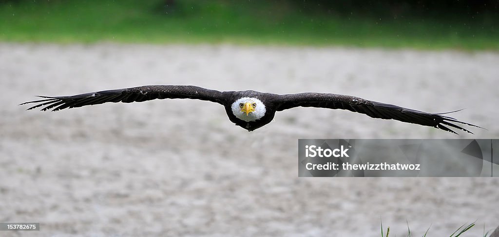 Aquila di mare testabianca - Foto stock royalty-free di Ala di animale