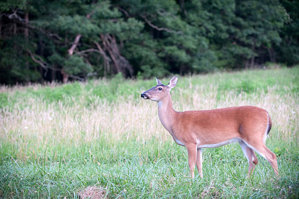 istock Whitetail deer doe standing in a meadow 153782725