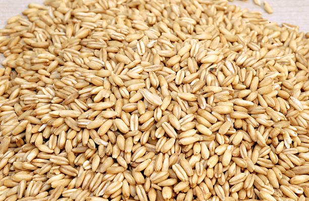 oats stock photo