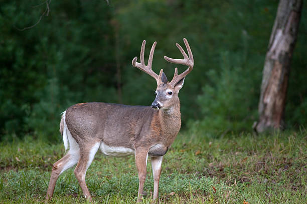 istock white-tailed deer buck with velvet antlers 153783089