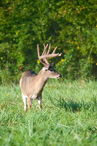istock white-tailed deer buck with velvet antlers 153783092