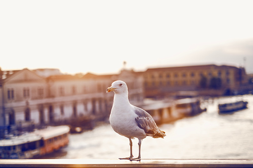 Venetian Seagull in Dusk. Venice.