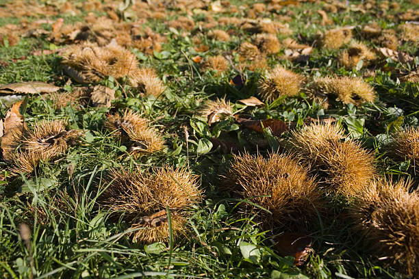 Chestnuts stock photo