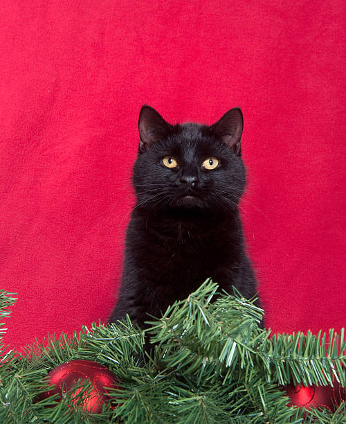 istock Black cat and Christmas decorations 153783427