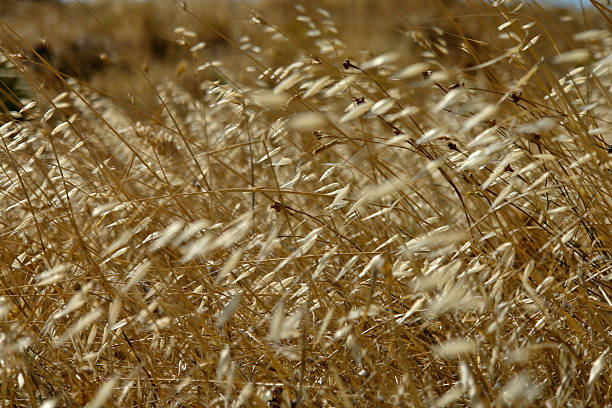 istock Background of yellow pasture 153783570