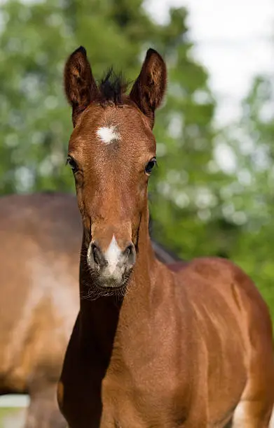 Photo of Young brown foal with his mother.
