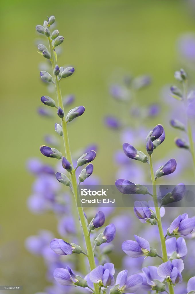 False Indigo kwiaty - Zbiór zdjęć royalty-free (Baptisia australis)