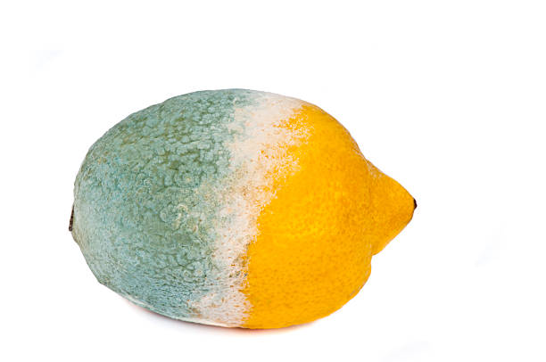 istock Mouldy lemon, good one end but half bad. 153783799