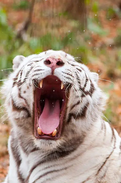 White Bengal Tiger in a Zoo