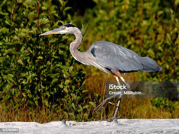 Strutting Great Blue Heron Stock Photo - Download Image Now - California, Great Blue Heron, Animal Wildlife