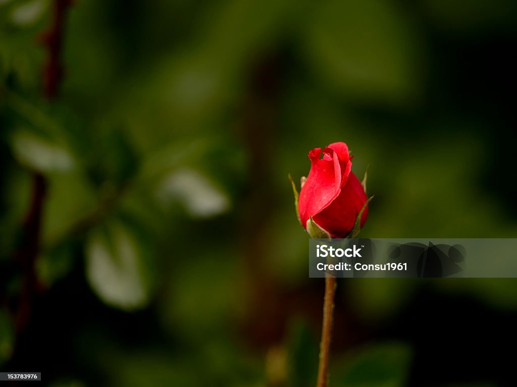 Rosebud - Foto de stock de Brote libre de derechos