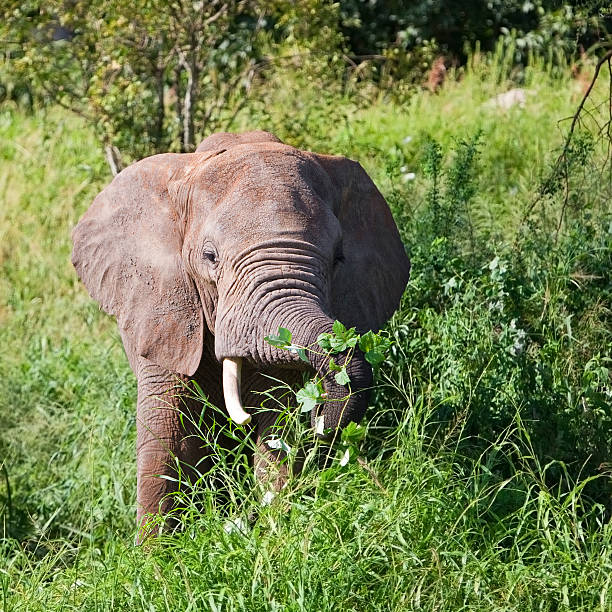 istock African elephant in the Tarangire National Park 153784003
