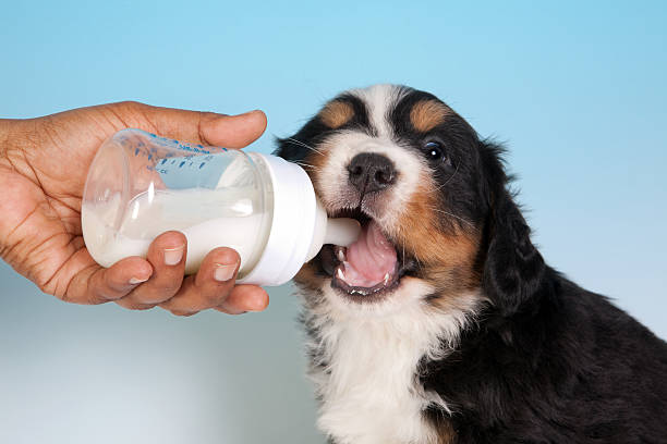 istock Milk and puppy 153784013