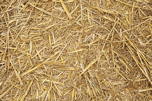 istock Harvested Straw ground of field 153784125