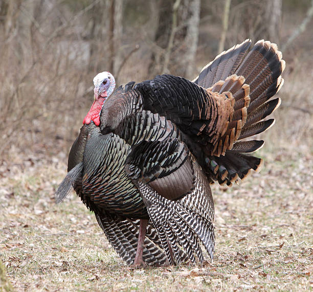 istock Tom TUrkey in Mating Season 153784225