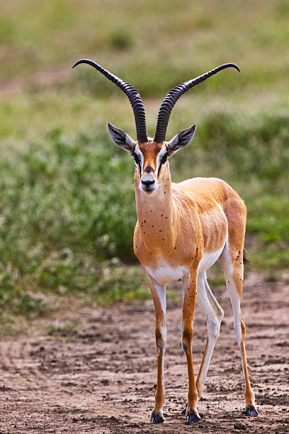 istock Male Grant's gazelle 153784294