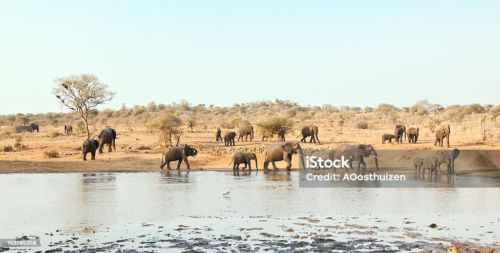 Manada de Elefante a andar em cisterna - Royalty-free Andar Foto de stock