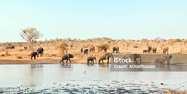 Manada De Elefante A Andar Em Cisterna - Fotografias de stock e mais imagens de Andar - Andar, Animal, Animal de Safari