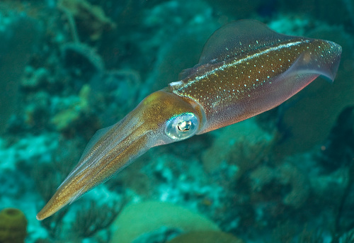 Colorful reef squid swimming above reef in Cayman Islands. These amazing animals can change colour in a heartbeat. They can communicate with other squid using colour patterns.   