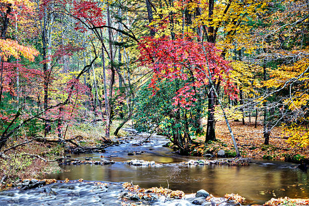 istock Autumn creek with rocks and trees 153784878