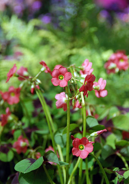 Red Oxalis tetraphylla flower Red Oxalis tetraphylla flower standing in a flowerbed. wood sorrel stock pictures, royalty-free photos & images