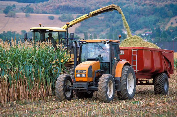 Machine harvesting corn on the field stock photo