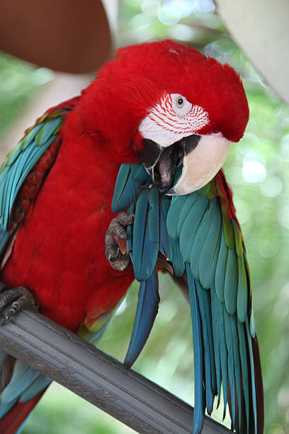 Red and Green Macaw (Ara chloroptera) Red and Green Macaw (Ara chloroptera) green winged macaw ara chloroptera stock pictures, royalty-free photos & images