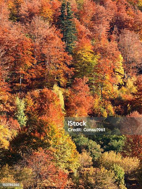 Caída Foto de stock y más banco de imágenes de Otoño - Otoño, Boscaje, Bosque