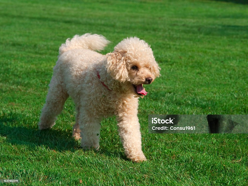 Mascota - Foto de stock de Cachorro - Perro libre de derechos