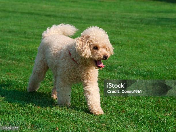 Mascota Foto de stock y más banco de imágenes de Cachorro - Perro - Cachorro - Perro, Caniche standard, Aire libre