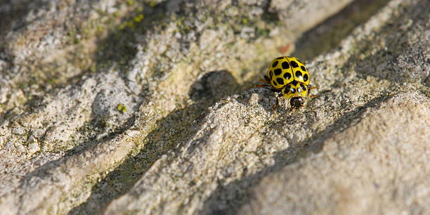 Yellow ladybug stock photo
