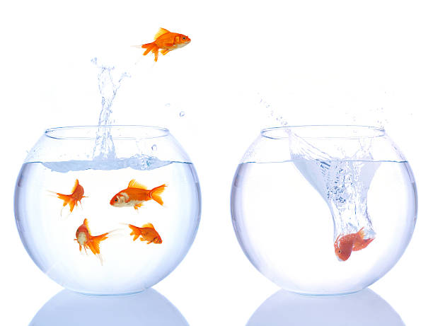 istock Two goldfish bowls with a jumping goldfish 153785434