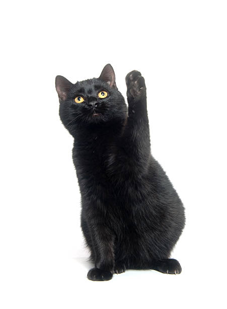 istock Black cat with paw in the air 153785551