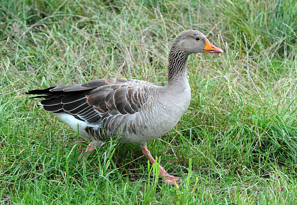 istock Goose in the grass 153785560
