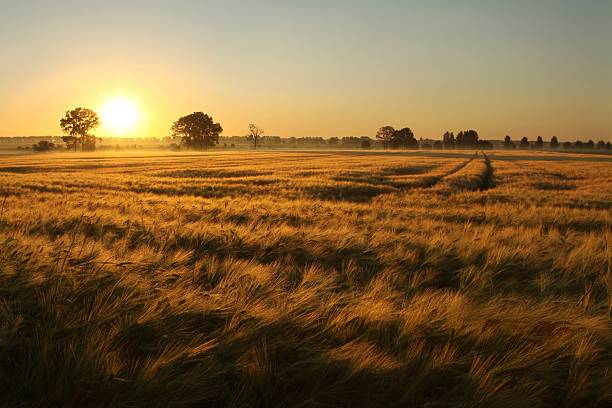 istock Sunrise over ripe barley field 153785593