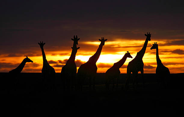 istock Giraffes in the sunset 153785699