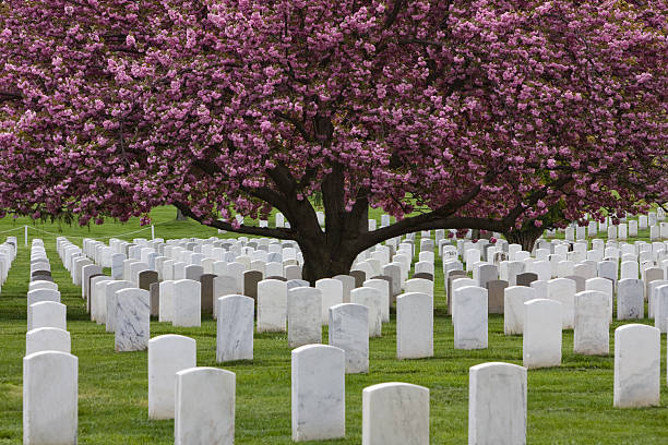 istock A beautiful view of a tree at Arlington national cemetery 153785713