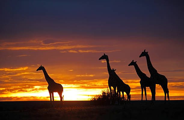 istock herd of giraffes in the Sunset 153785722