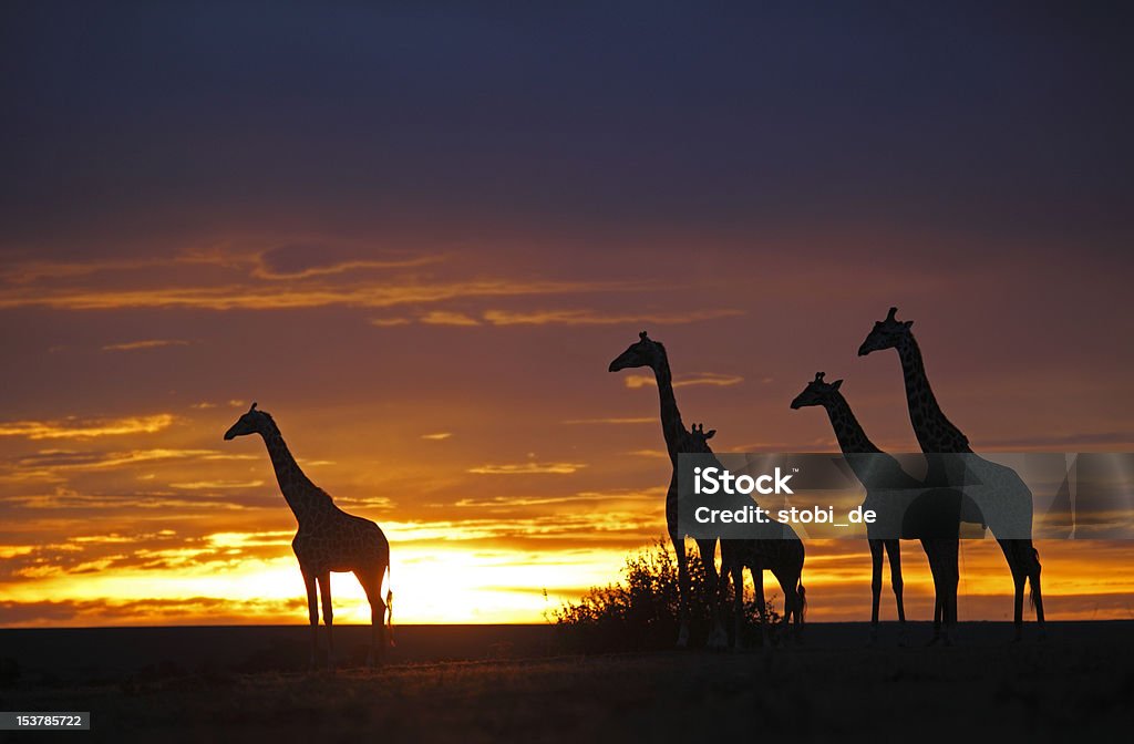 herd of жирафов в закате - Стоковые фото Masai Giraffe роялти-фри