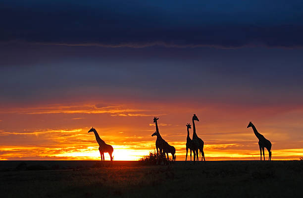 istock herd of gireaffes in the sunset 153785725