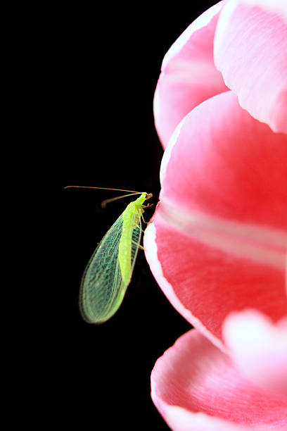 insecte doré avec les yeux assis sur une fleur - insect fly animal eye single flower photos et images de collection