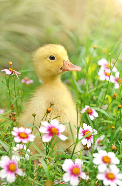 entenküken - duckling spring small offspring stock-fotos und bilder