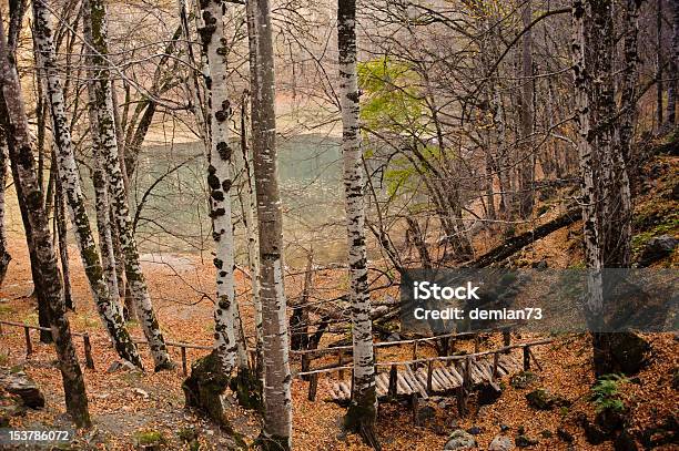 Puente De Madera Junto Al Lago Foto de stock y más banco de imágenes de Aire libre - Aire libre, Amarillo - Color, Arbusto