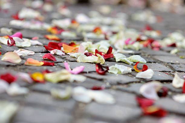 istock Rose petals laying on the ground 153786094