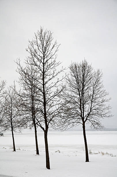 istock Trees outlined against snowy bacground 153786157