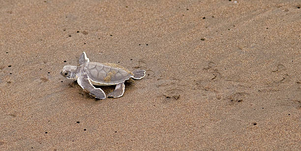 Going for the sea! "'""Alonso'"" just hatched and going for the sea!, Tortuguero NP, Costa Rica    " tortuguero national park stock pictures, royalty-free photos & images