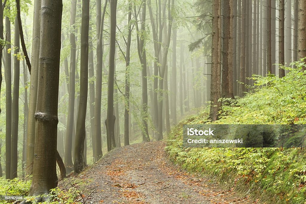 Sentiero forestale in una nebbiosa mattina - Foto stock royalty-free di Albero