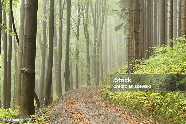 Sentiero Forestale In Una Nebbiosa Mattina - Fotografie stock e altre immagini di Albero - Albero, Albero deciduo, Albero di legno duro